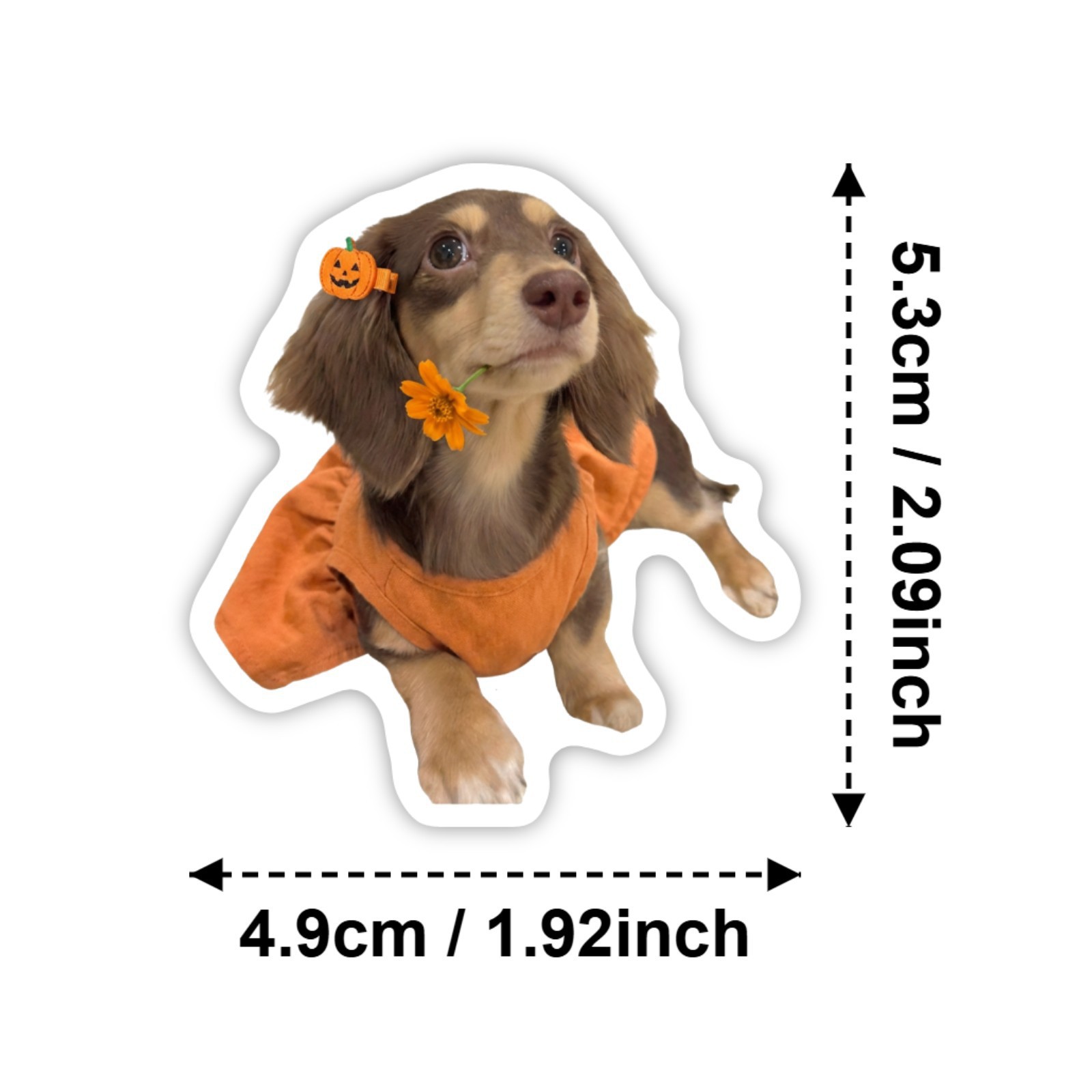 50 Stück HD-Aufkleber mit nied – Motorcycle Gear For Dogs Bewertung und Preis