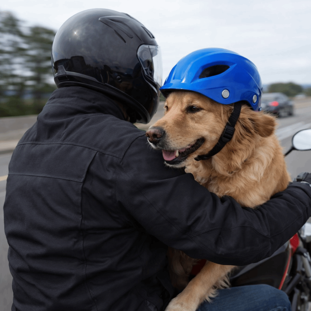 Verstellbarer Hunde-Helm Einfa – Motorcycle Gear For Dogs Bewertung und Preis